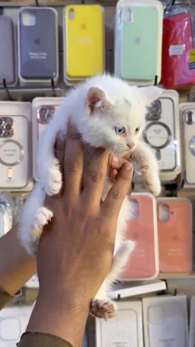 Chatons angora turc