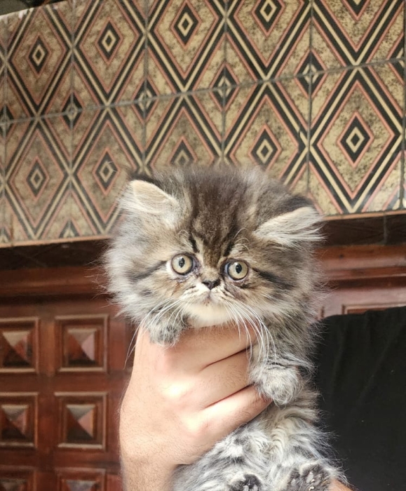 3 Chaton persan à vendre
