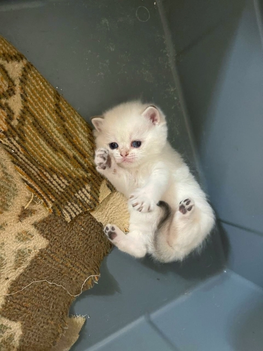 Male scottish fold et femmelle scotish straight