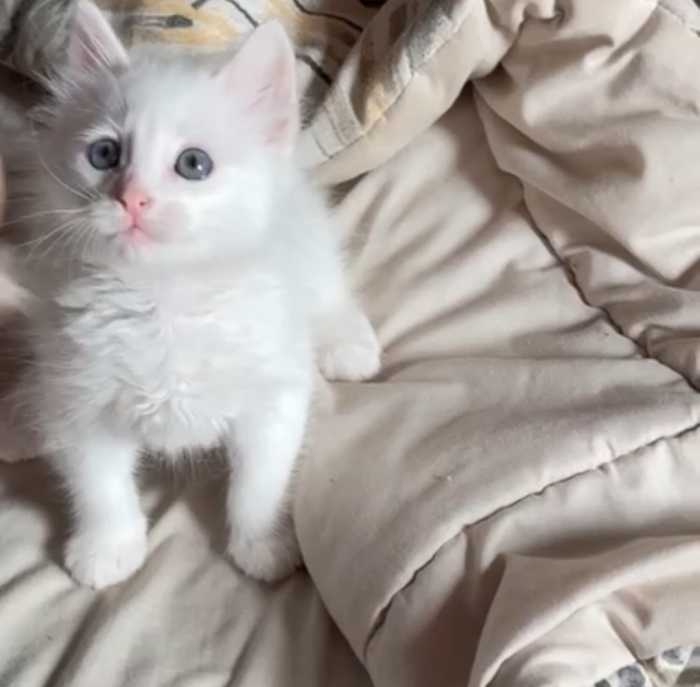 Angora chaton