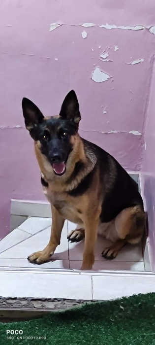 Femelle berger allemand masque noire 5ans