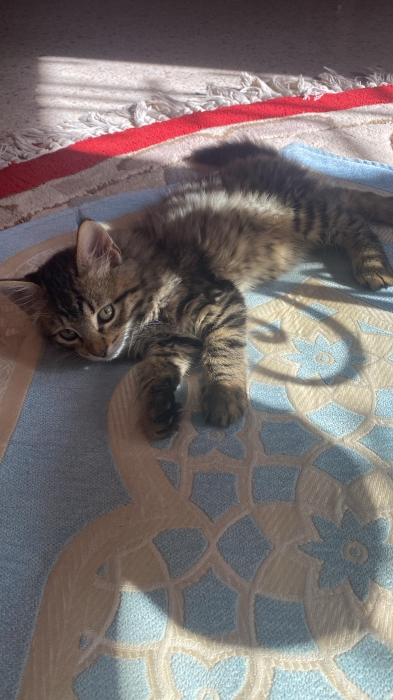 Chat maine coon