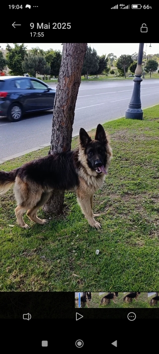 Berger Allemand
