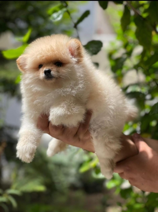 Spitz Pom Nain