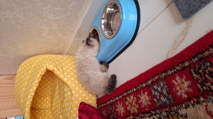 Chaton persan mâle à vendre