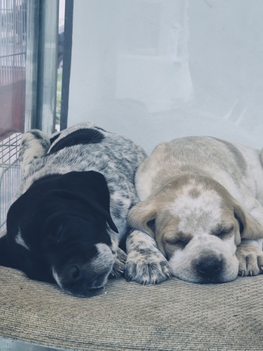 Pointer allemand