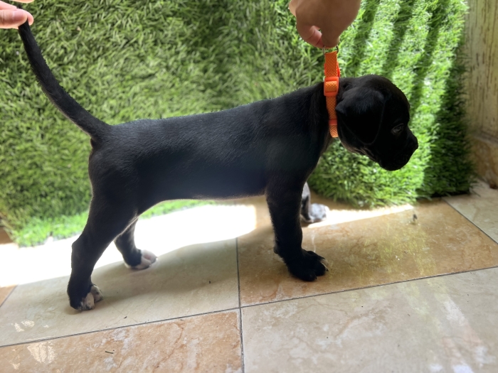 Cane corso