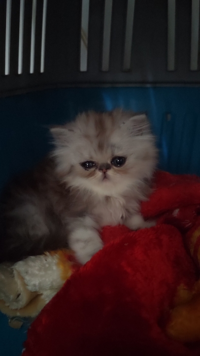 Chat persan male