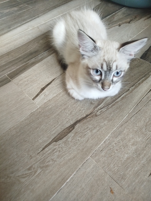 Chatte siamoise à adopter