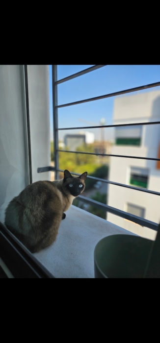 Siamois pour adoption Casablanca
