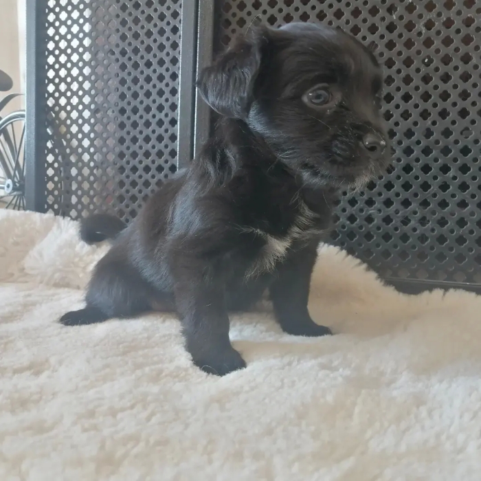 Chien Pékinois Noir Femelle