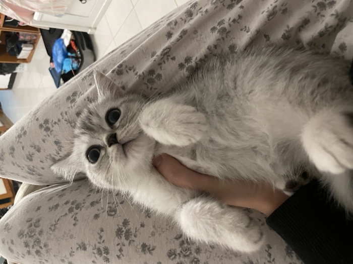 Chaton scottish straight