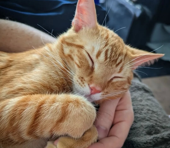 Tabby roux