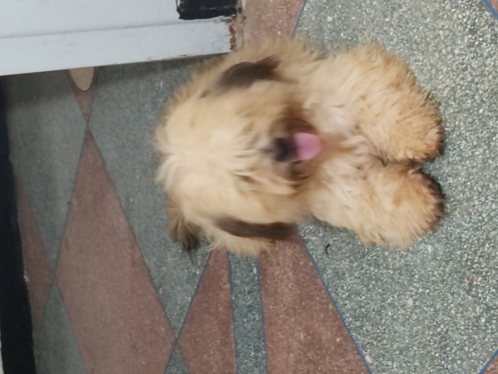 Bichon maltais