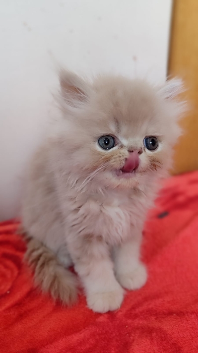 Chaton persan