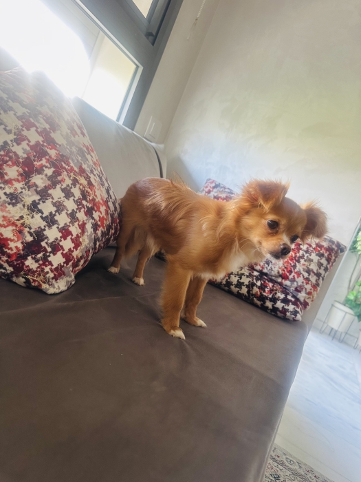 Spitz