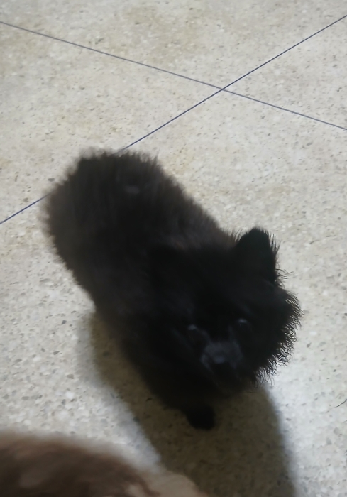 Spitz