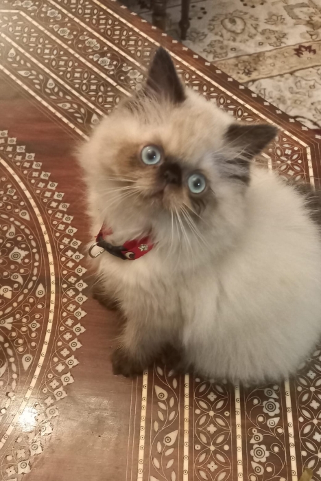 Chat persan