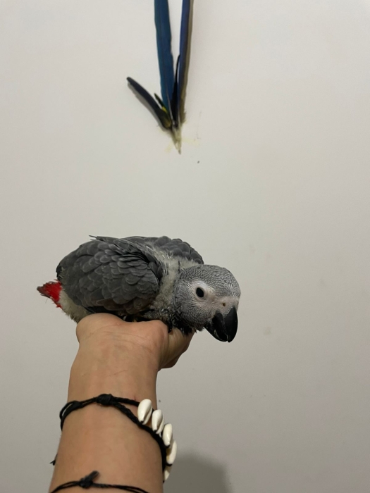 Bebe gabonai