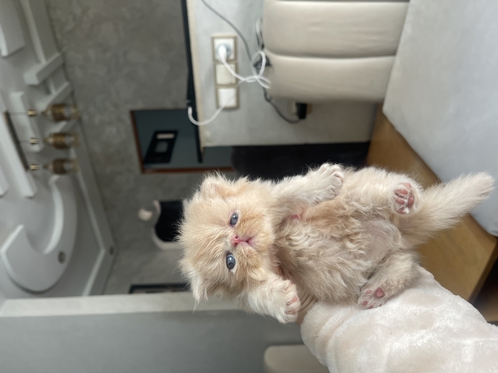 Chat persan