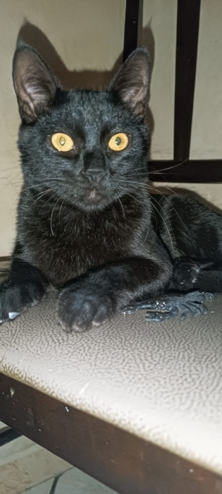 Adoption de chat noir