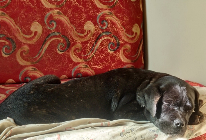 Female Cane corso