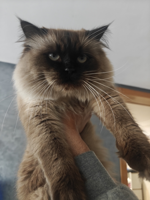 himalayan