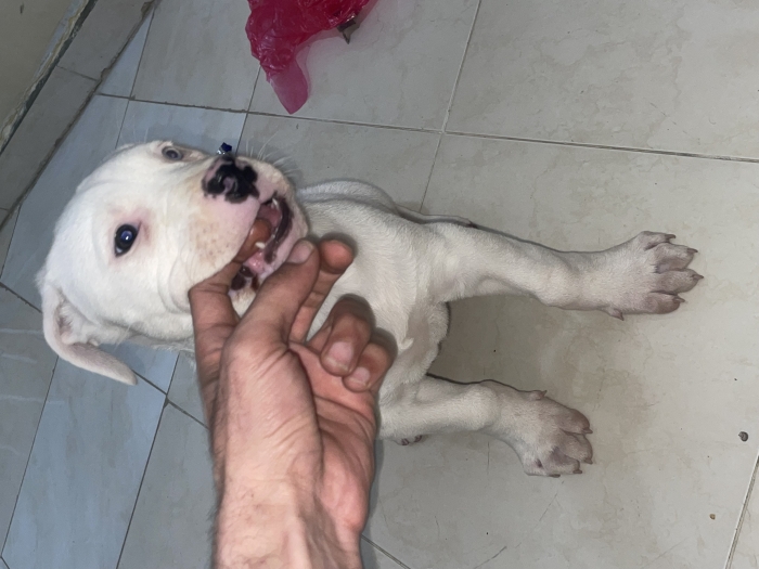 Dog argentin