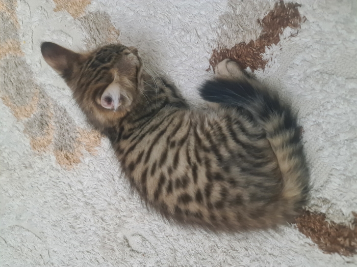 Chat Toyger 3 moi