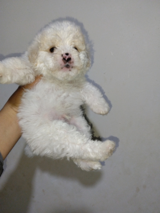 Bichon maltais