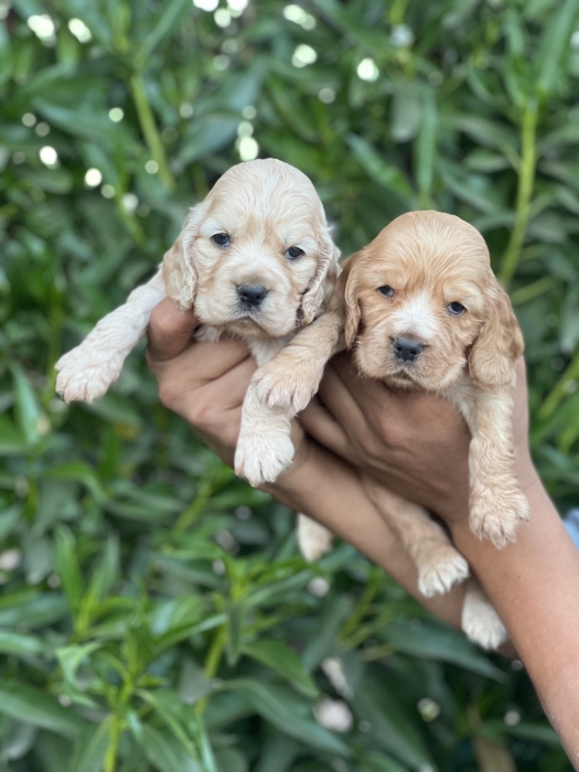 Chiot Cocker