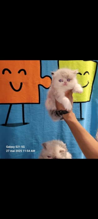 Chatons persan
