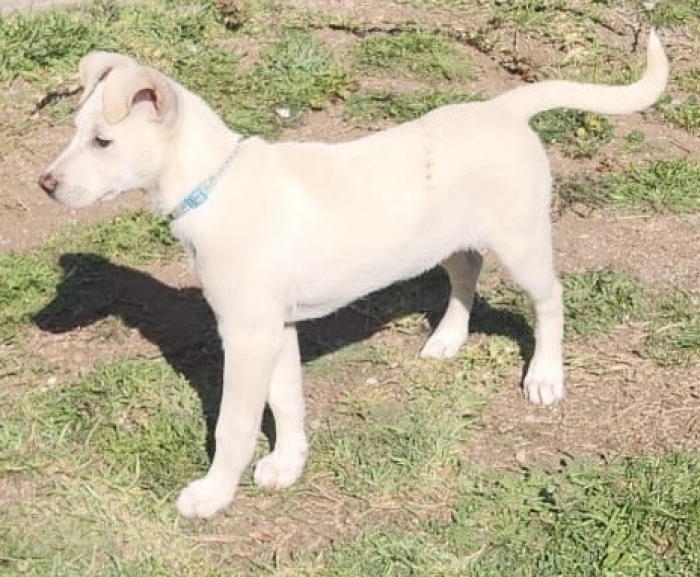Jack Russell Terrier / Labrador