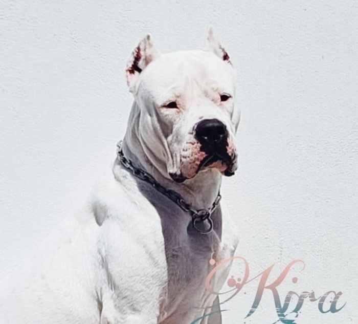Dog argentine