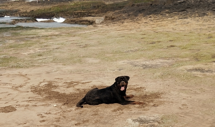 Rottweiler