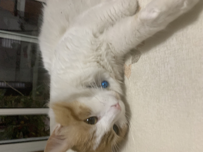 Chat à adopter