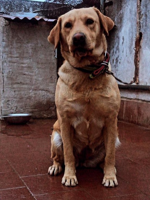 Labrador gold femelle