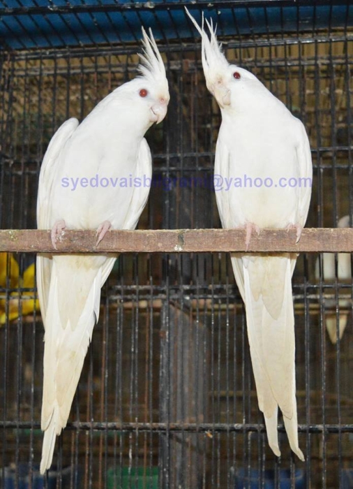 Calopsitte Albino