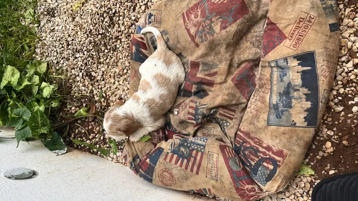 Chiots cocker spaniel