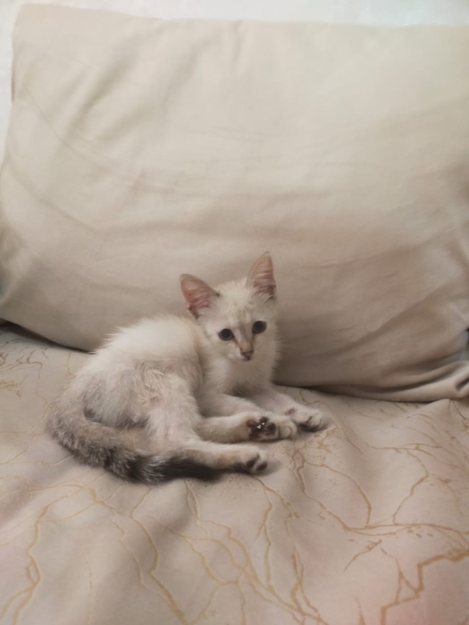 Chatte à adopter siamois