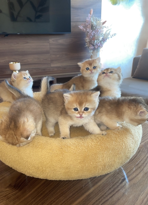 Chatons British