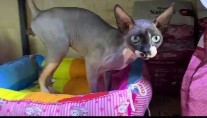 Sphynx mâle a vendre
