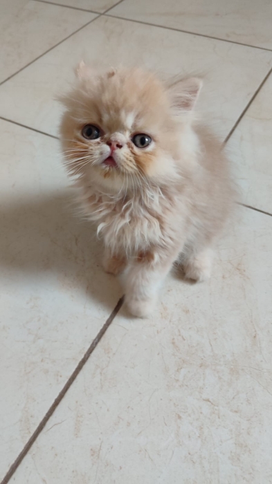 Chaton persan male
