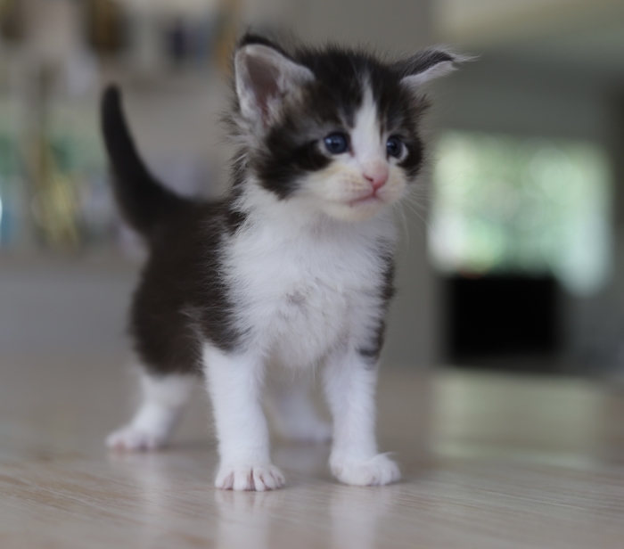 Male maine coon black and white pedigree wcf