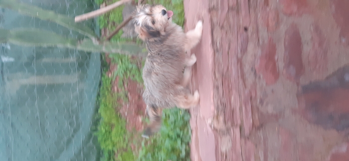 Caniche