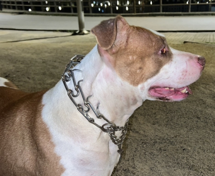 Pitbull ride nose
