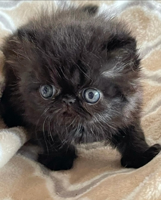 Chat persan