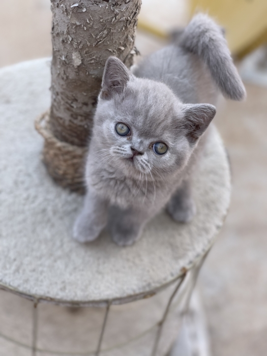 💜 Adorable Chaton Lilac British Shorthair – Prêt à Rejoindre Sa Nouvelle Famille !