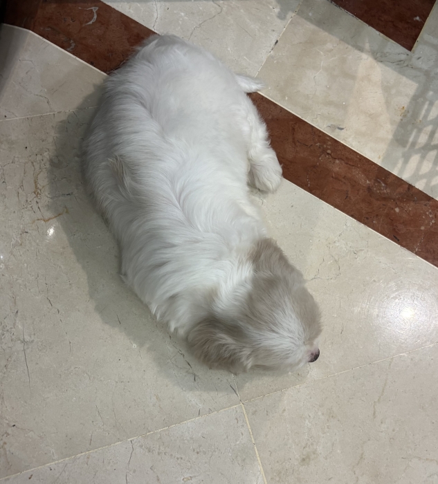 Bichon maltais 2 mois et demi