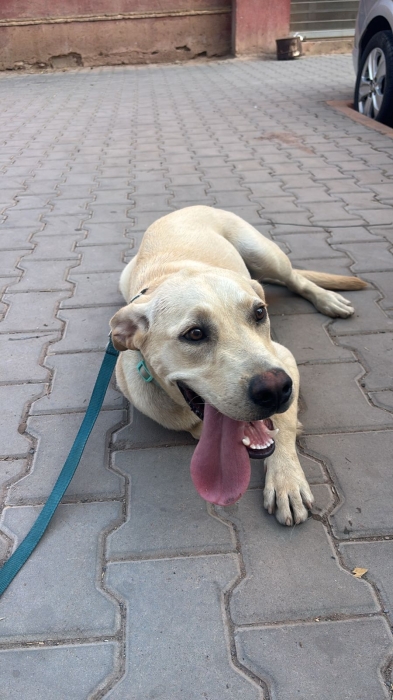 Labrador